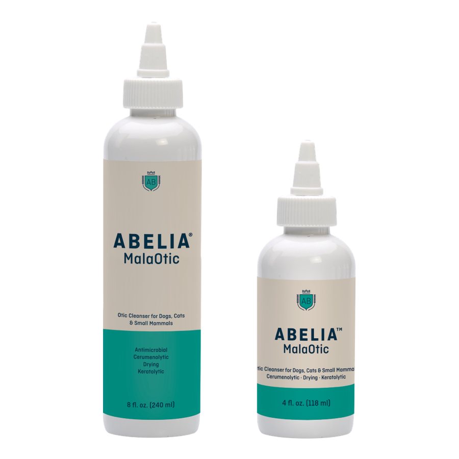 ABELIA MalaOtic
