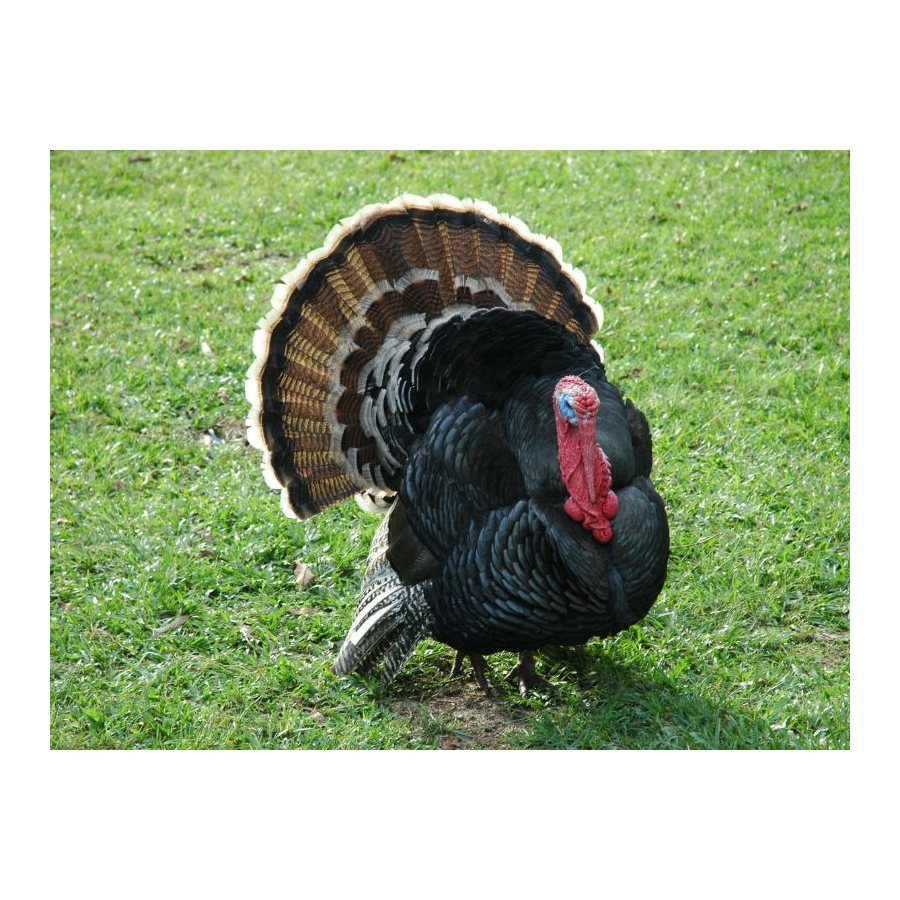 Vacuna Viruela Aviar